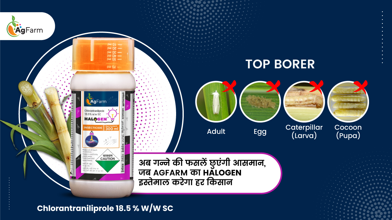 Best Insecticides for Top Borer in Sugarcane